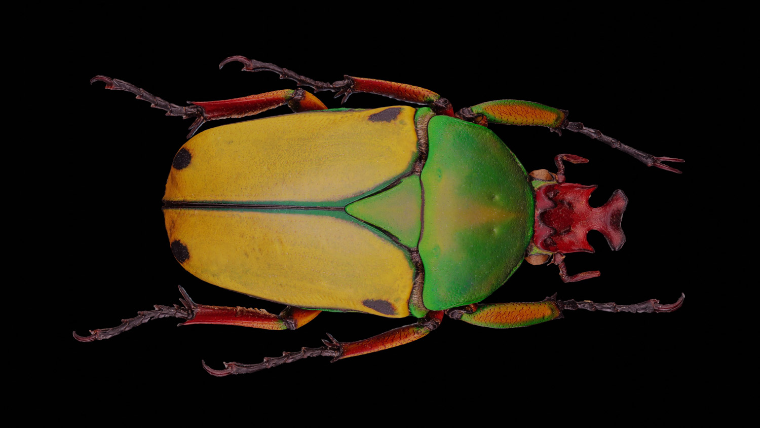 African flower chafer