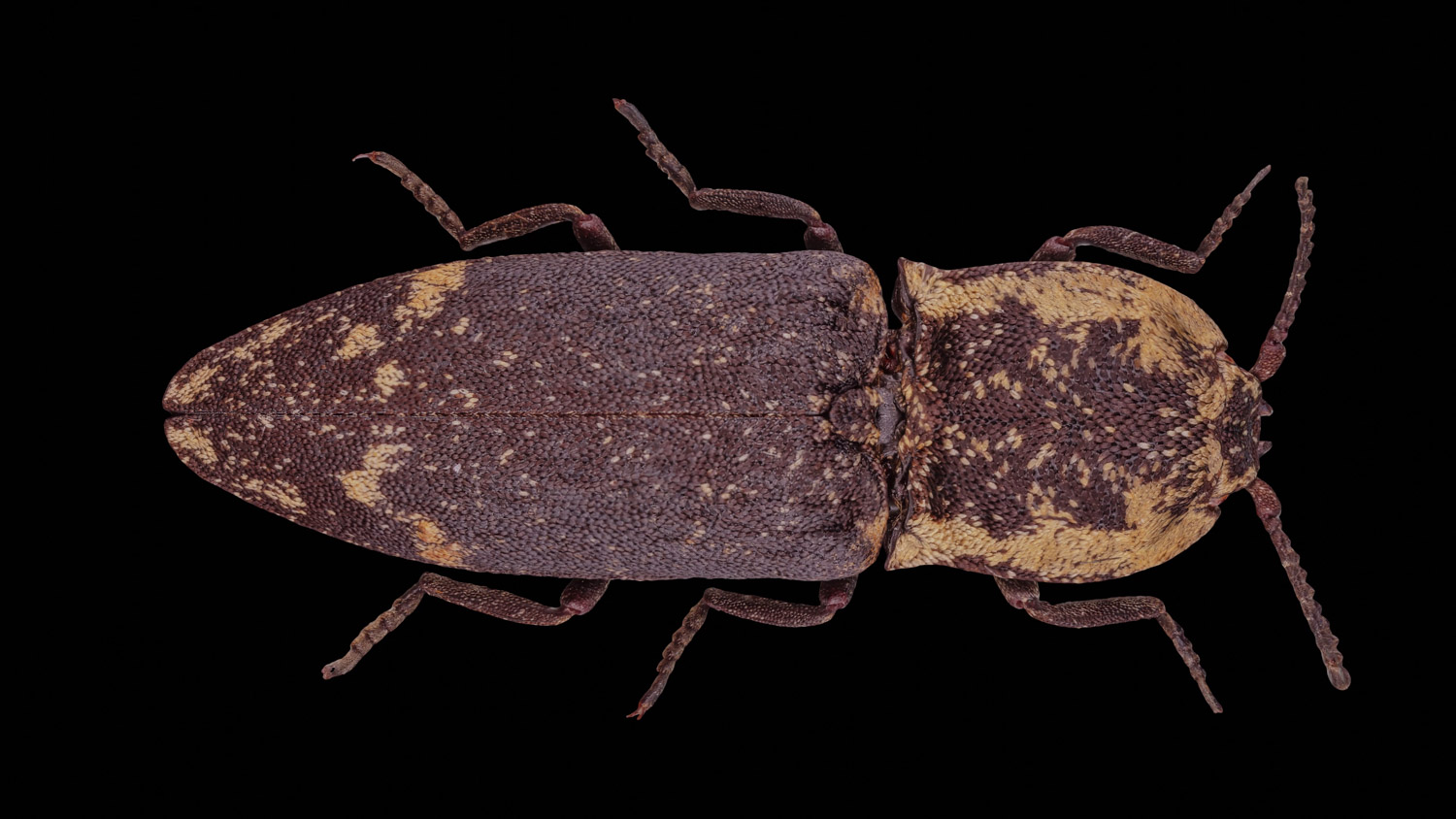 Click beetle