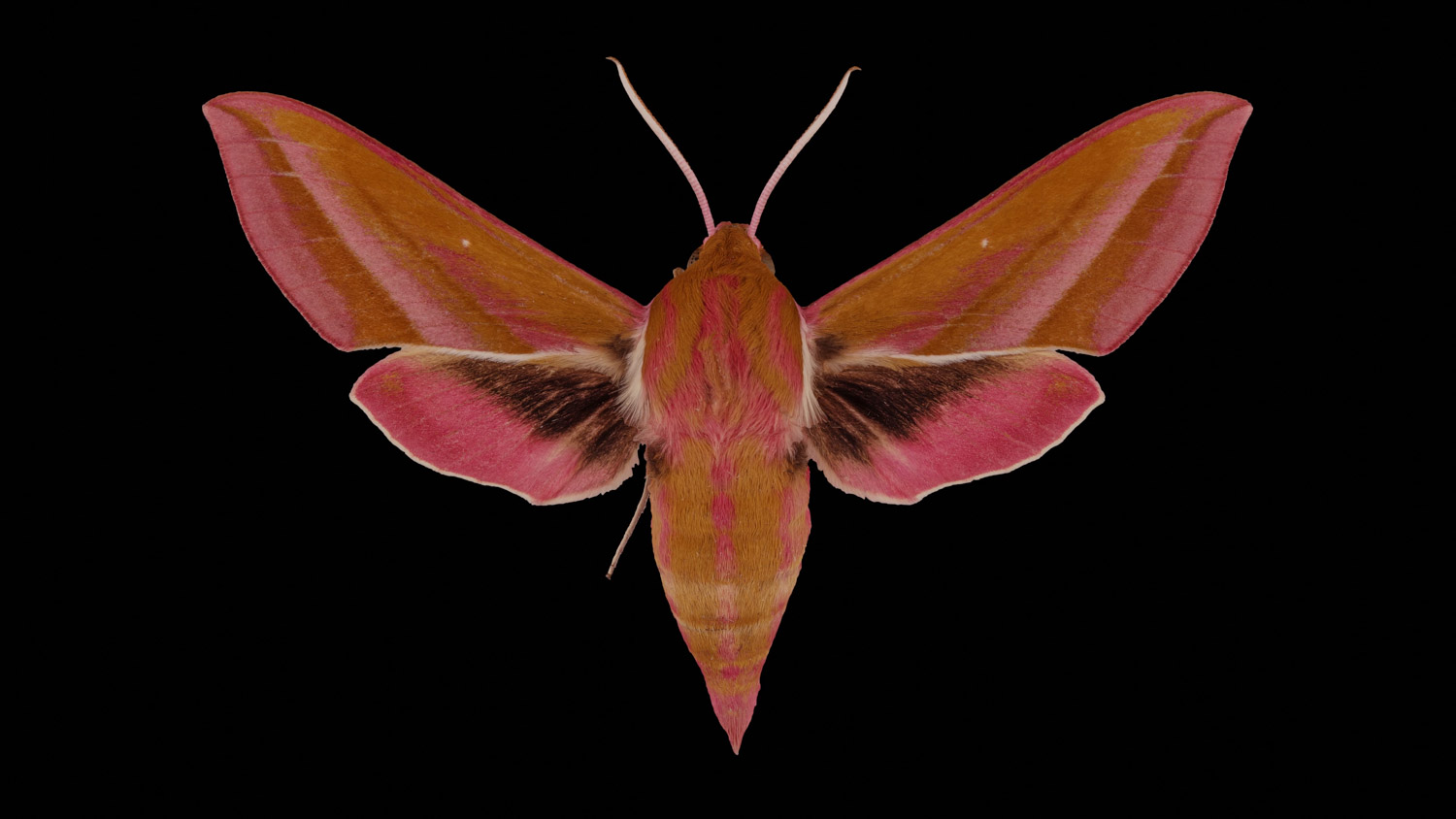 Elephant hawk moth 