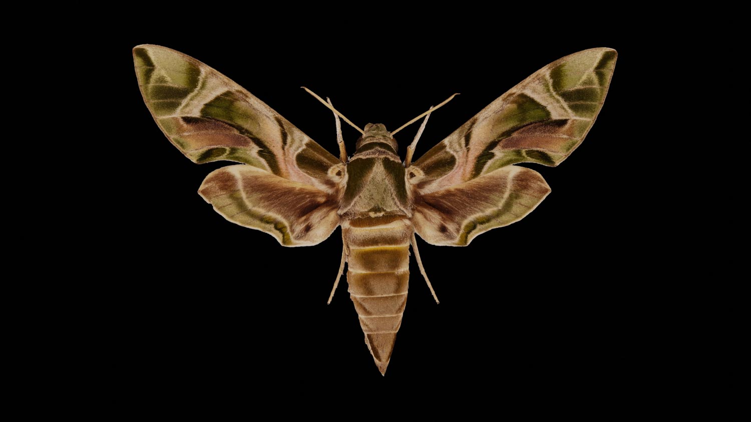 Oleander hawk moth