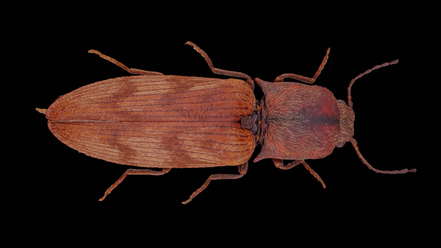 Click beetle