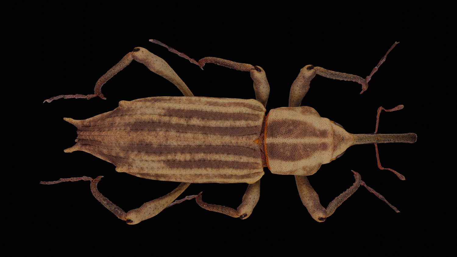 Weevil