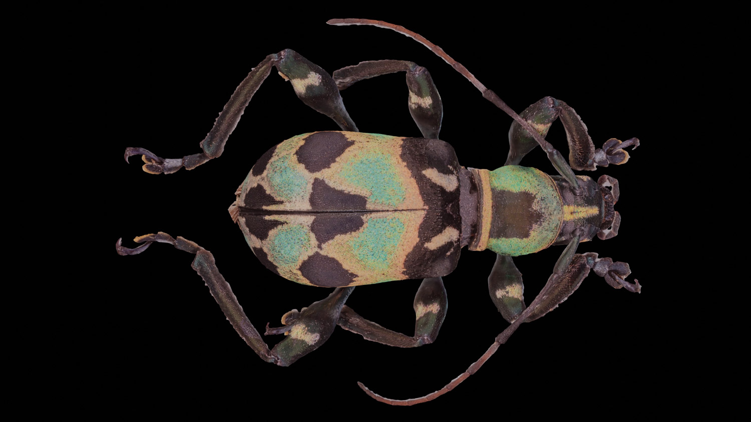 Longhorn beetle