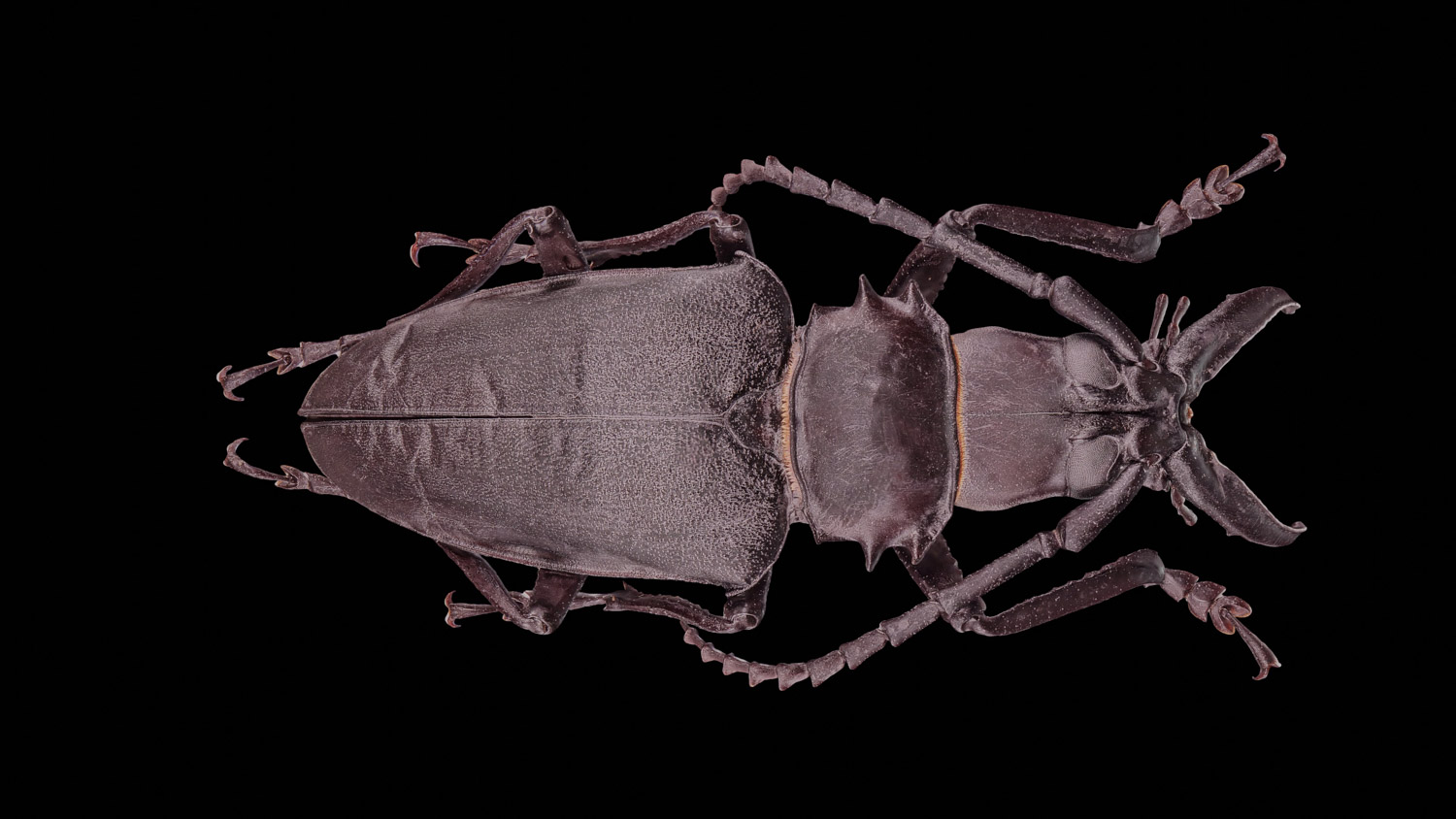 Longhorn beetle