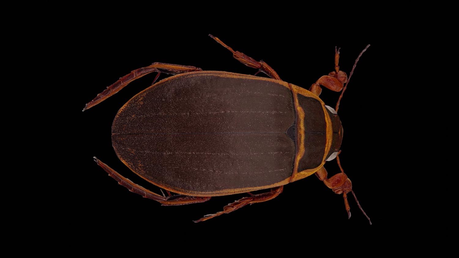 Great diving beetle