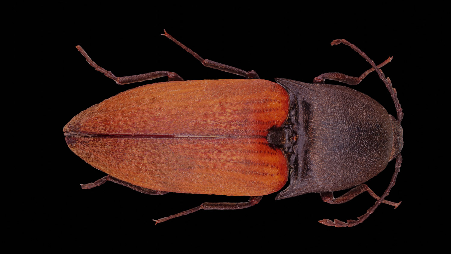 Click beetle