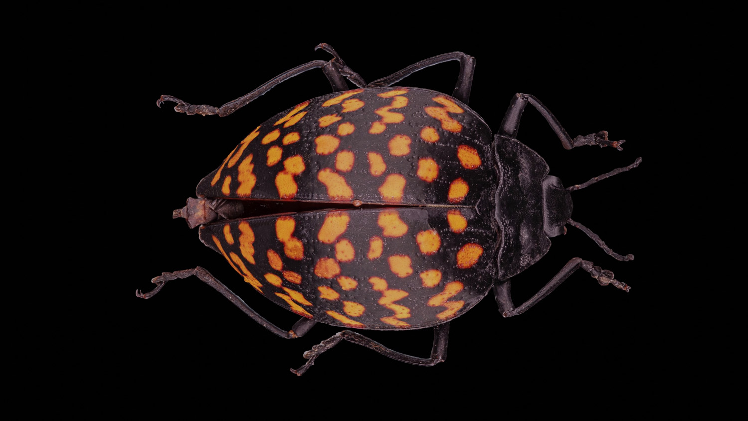 Pleasing fungus beetle