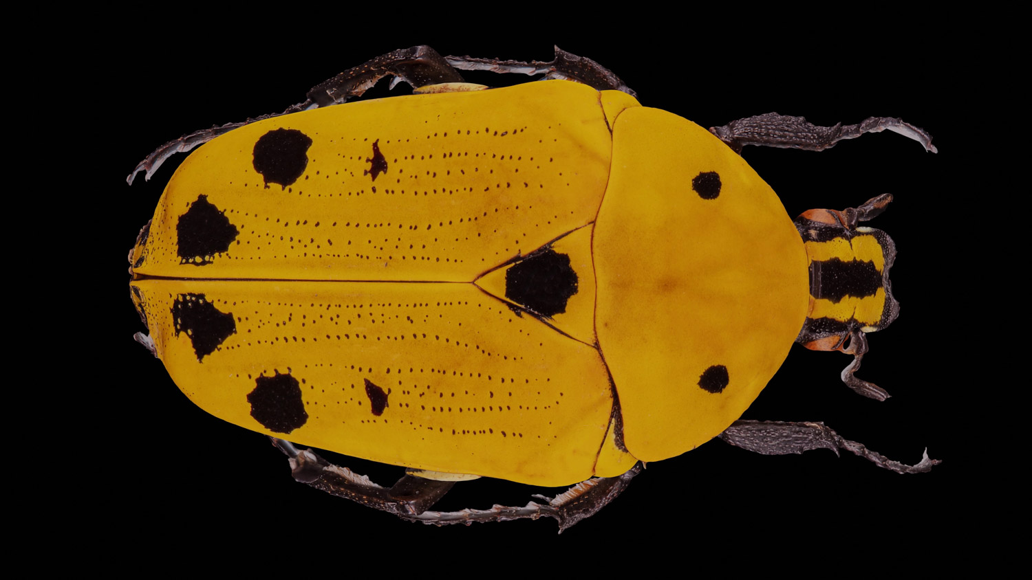 African flower chafer 