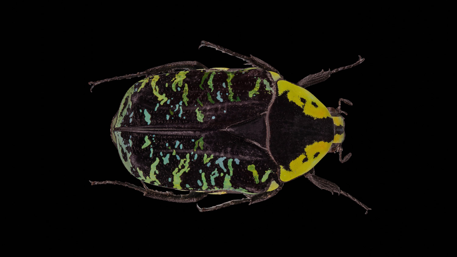 African flower chafer 