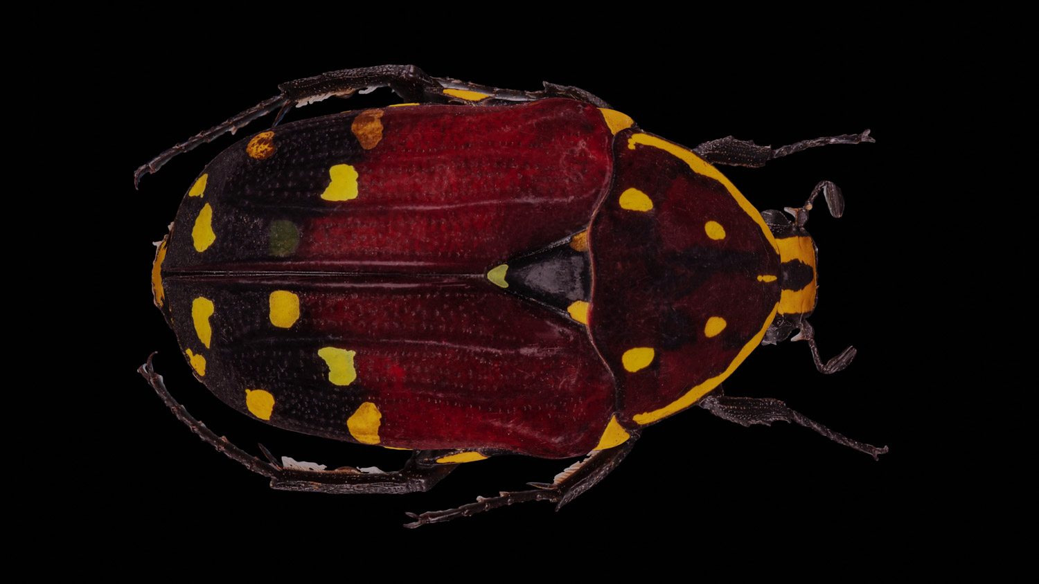 African flower chafer 