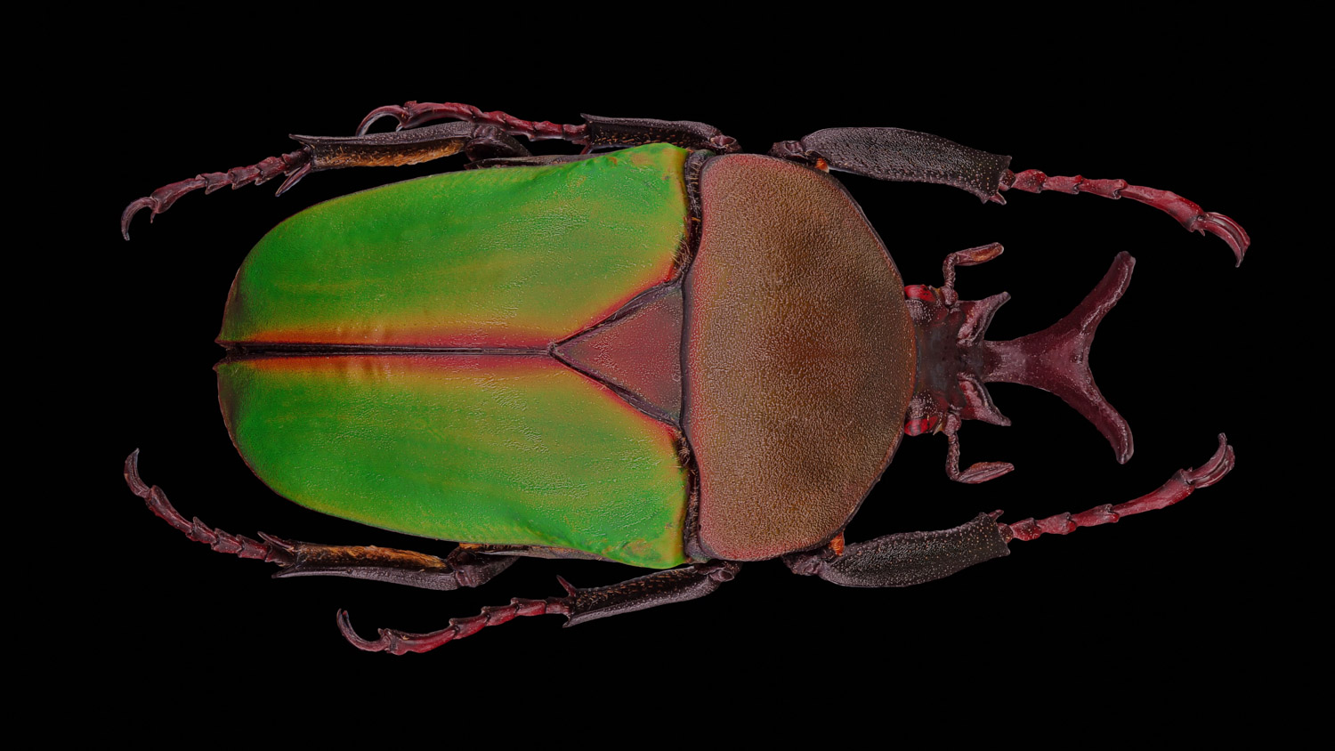 African flower chafer