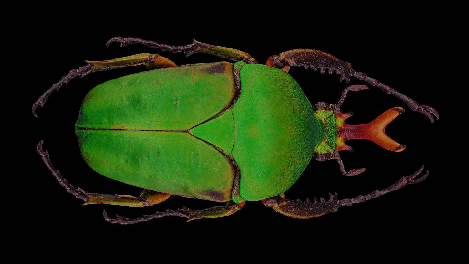 African flower chafer