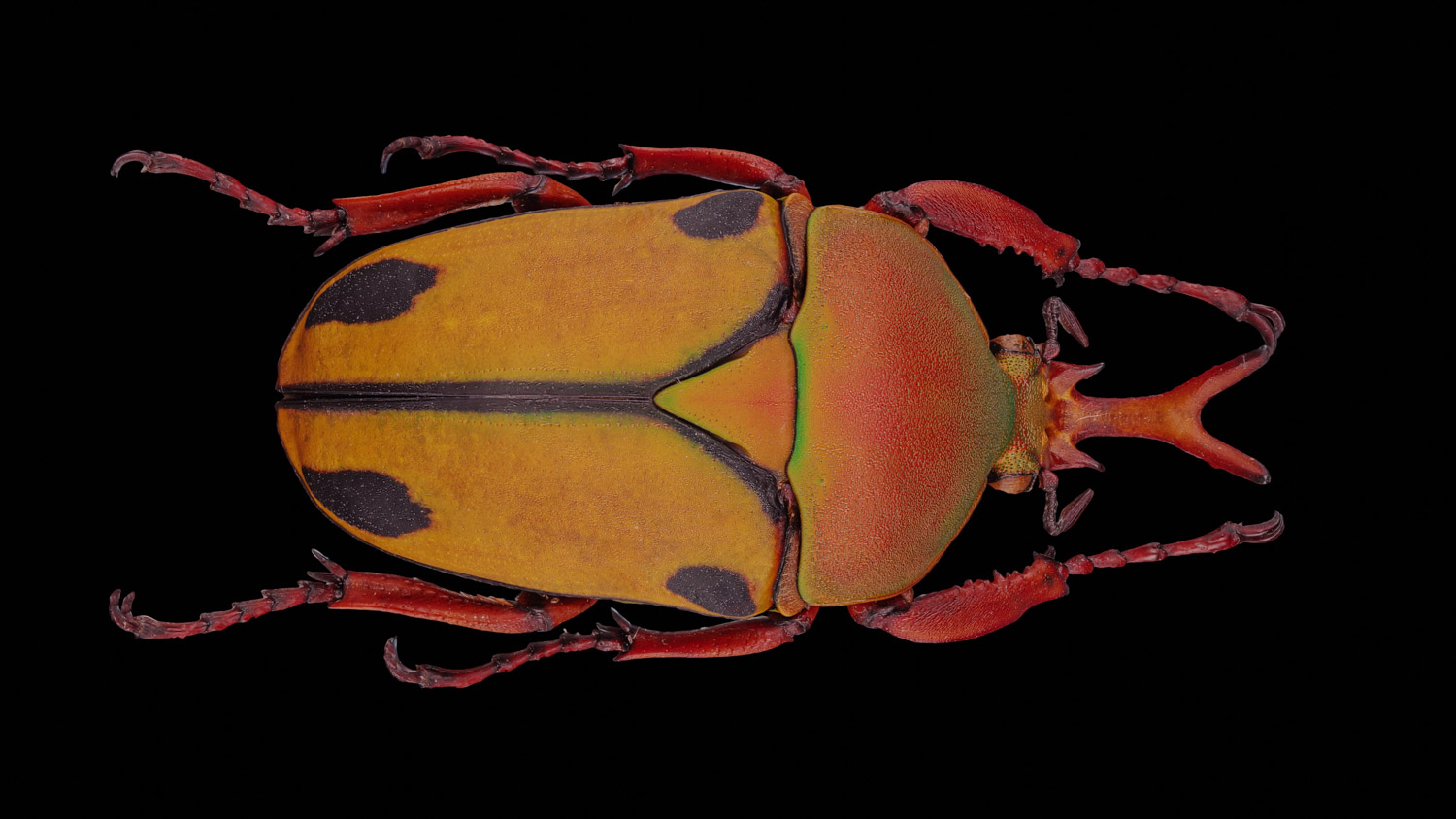 African flower chafer