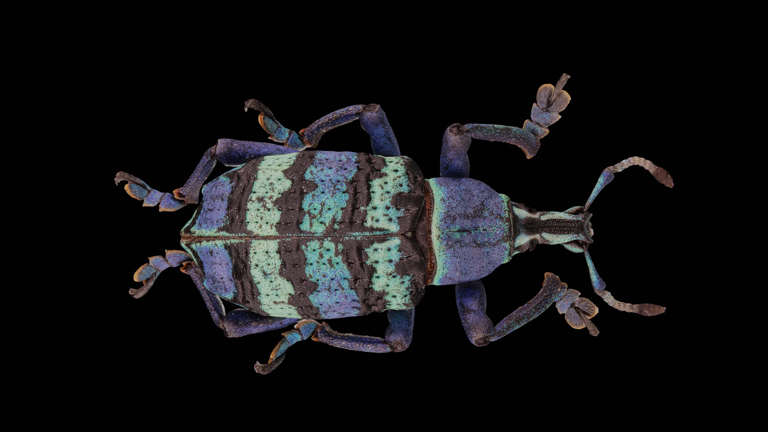 Weevil