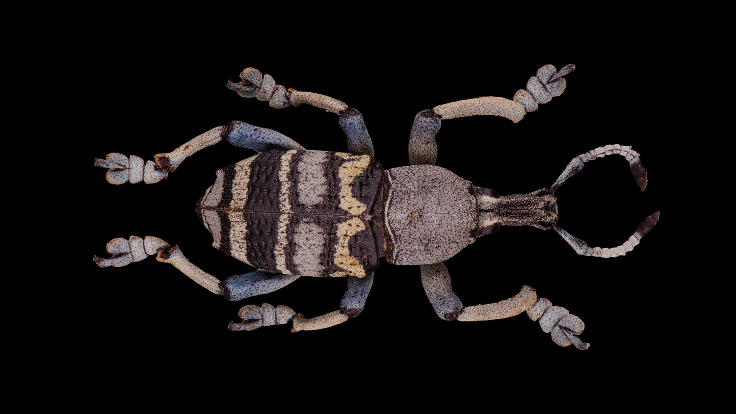 Weevil