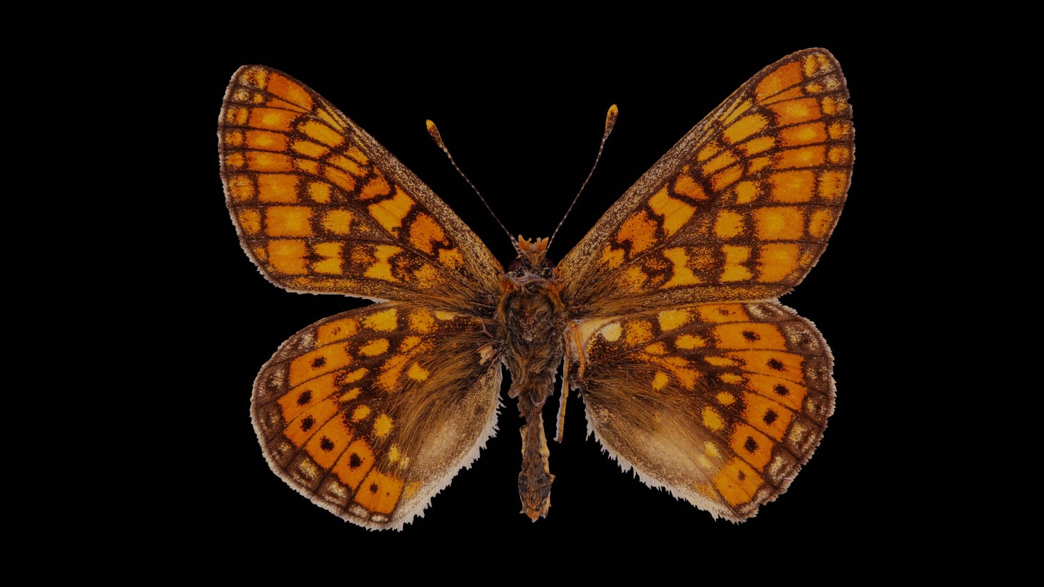 Marsh fritillary