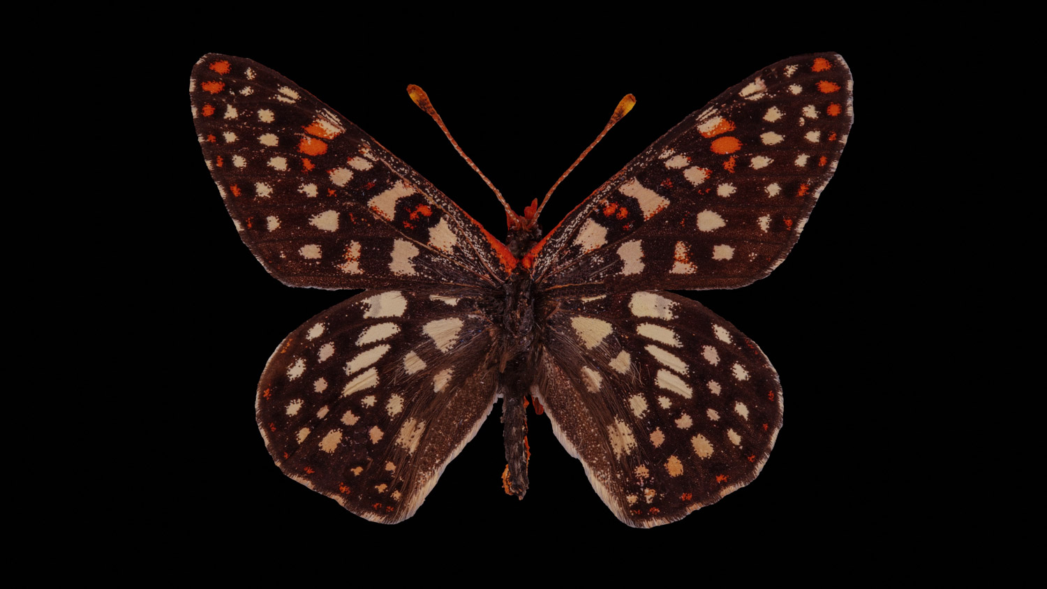 Chalcedon checkerspot