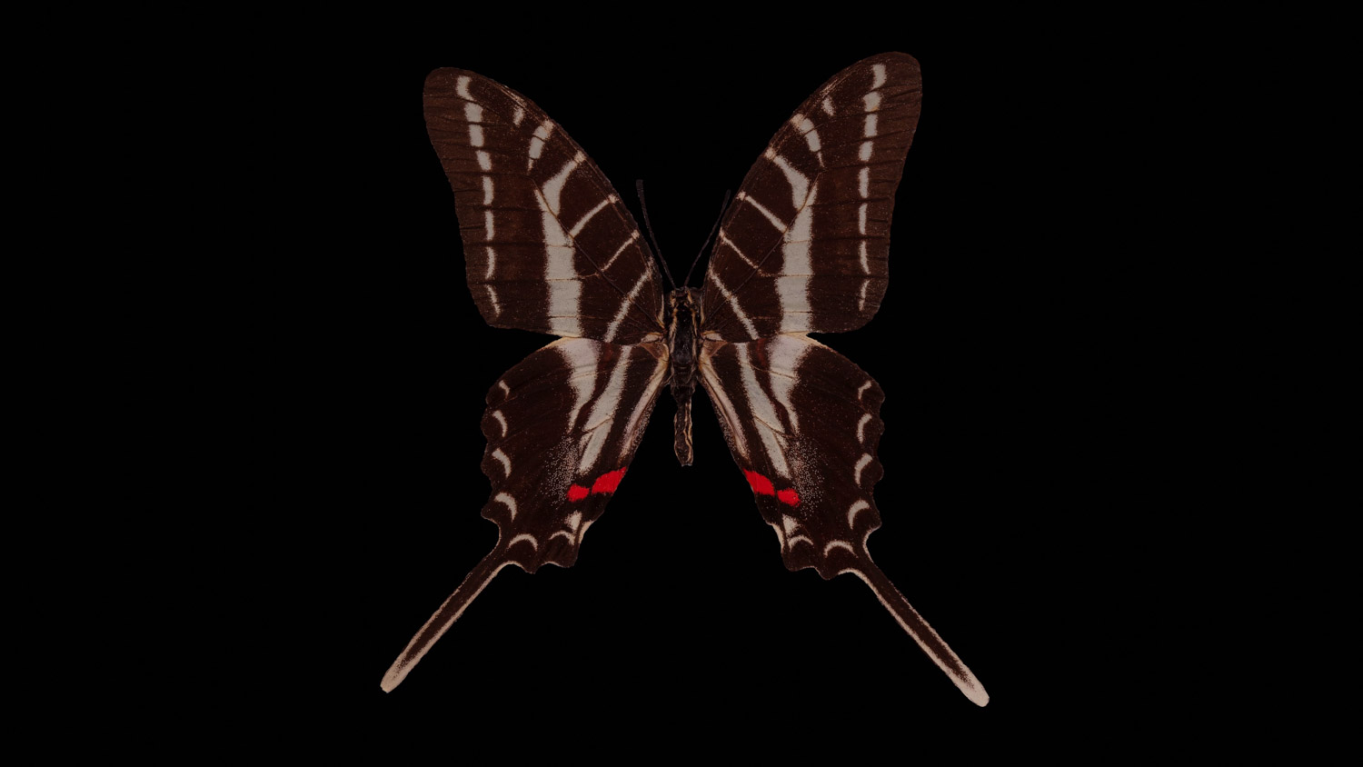 Dark kite-swallowtail