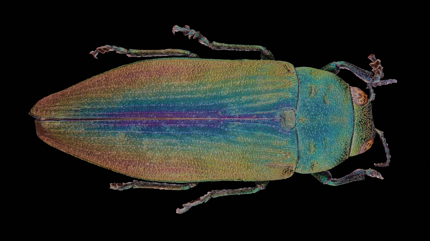 Jewel beetle