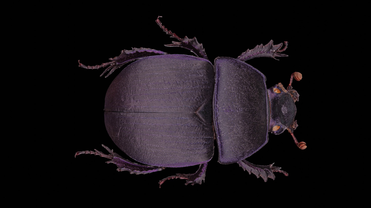 Dung beetle 