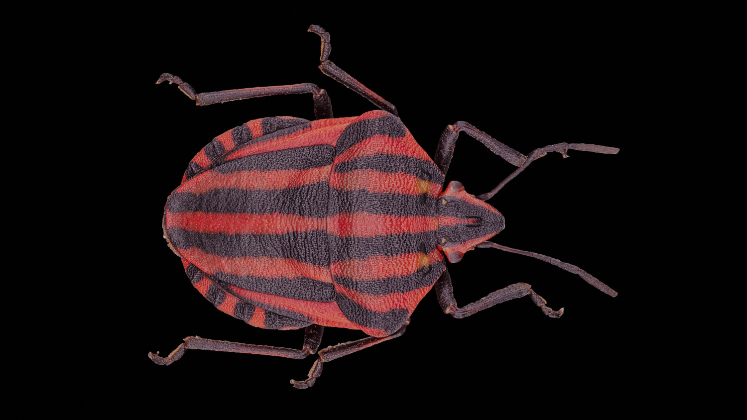 Stink bug