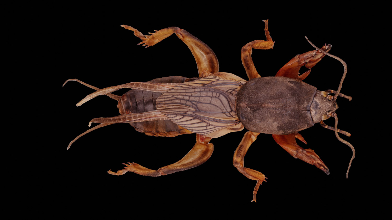 Mole cricket