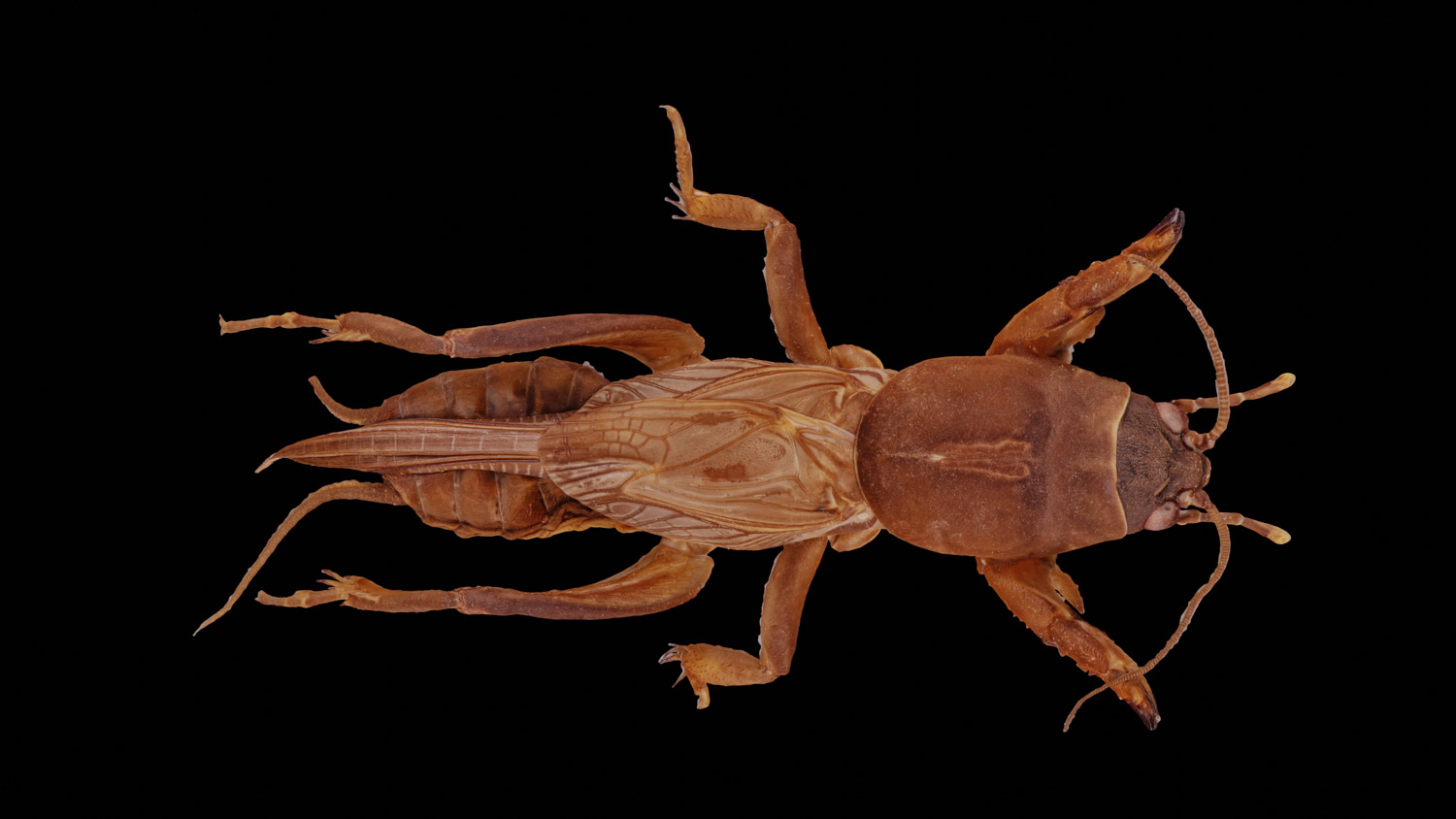 Mole cricket