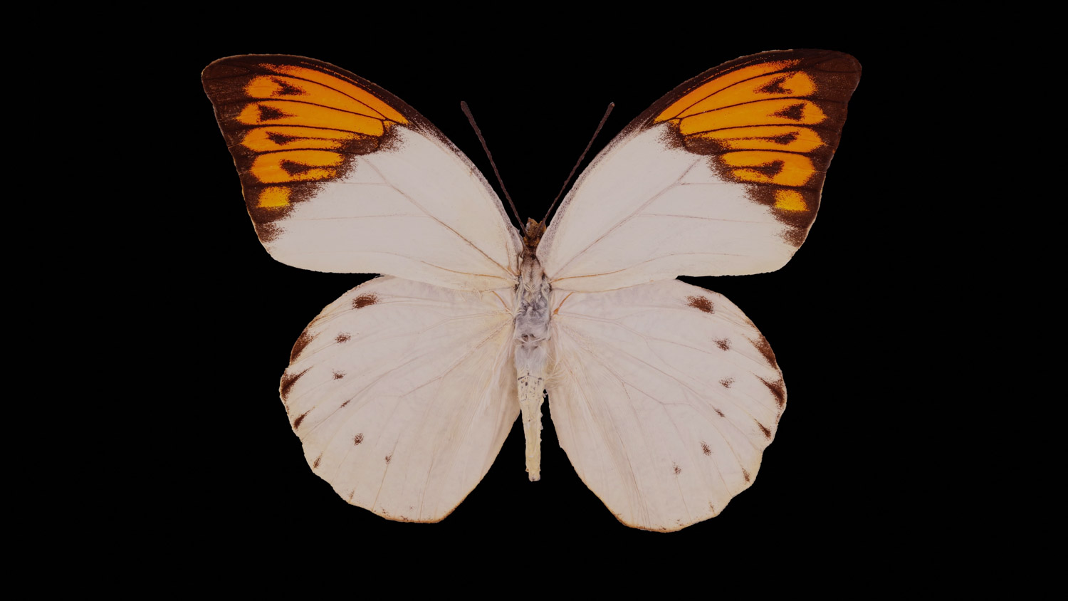 Great orange-tip