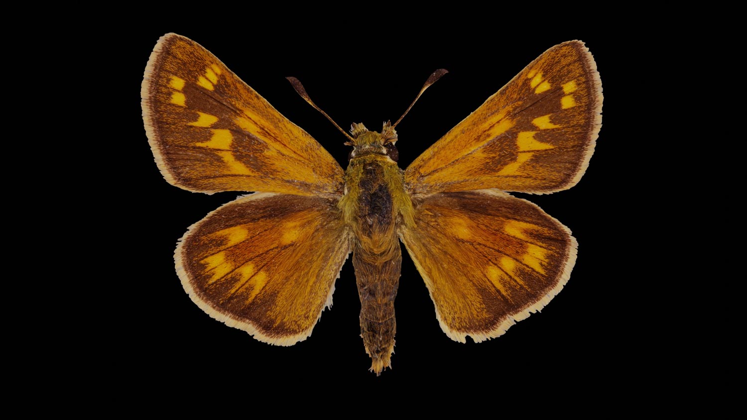 Silver-spotted skipper