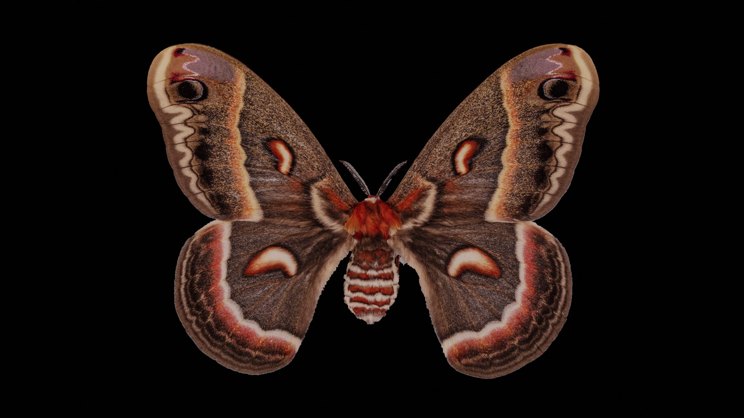 Cecropia moth