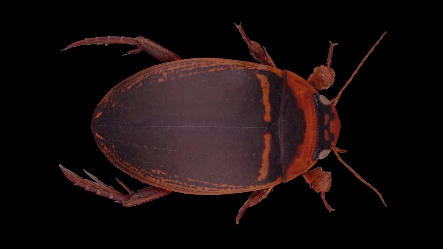 Diving beetle