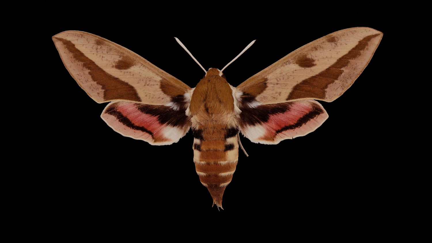 Spurge hawk-moth