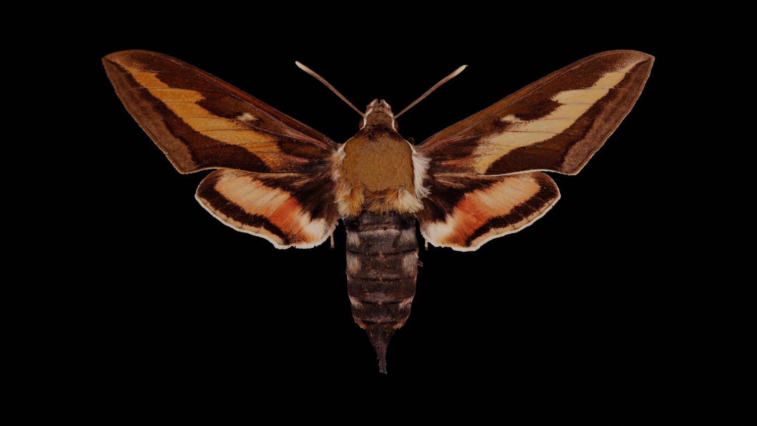 Bedstraw hawk-moth