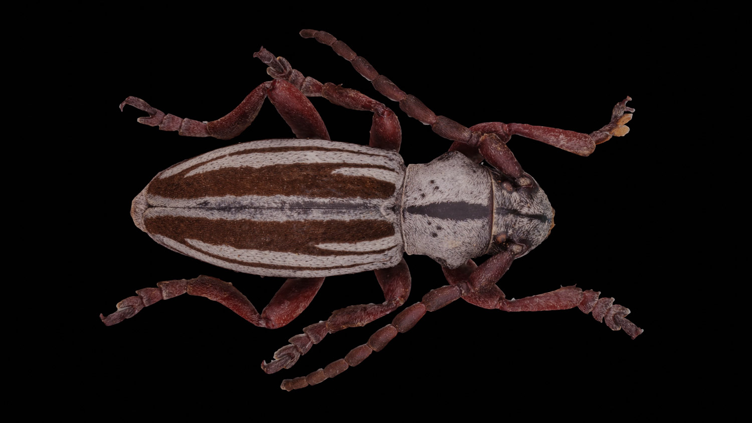 Longhorn beetle