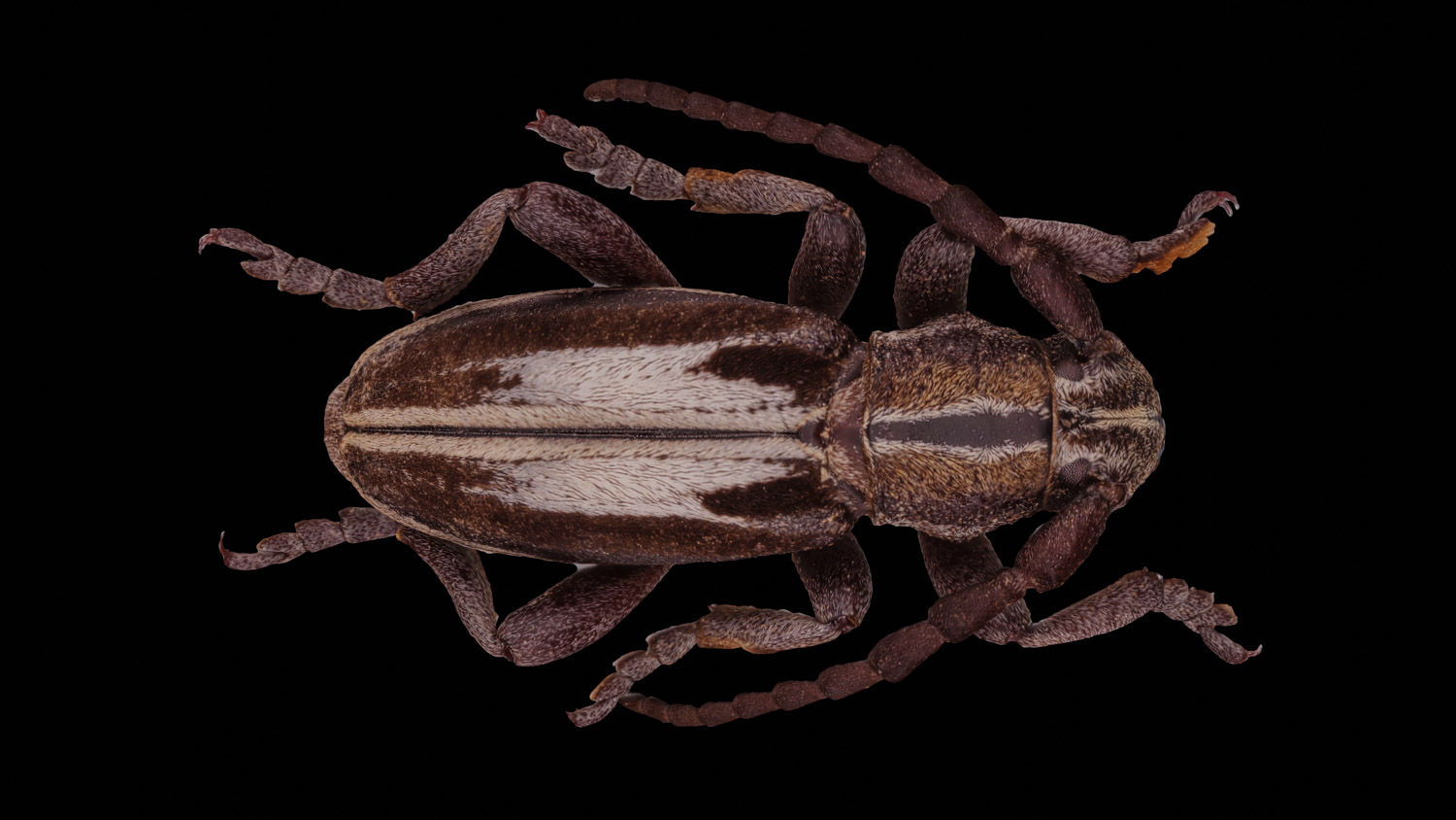 Longhorn beetle