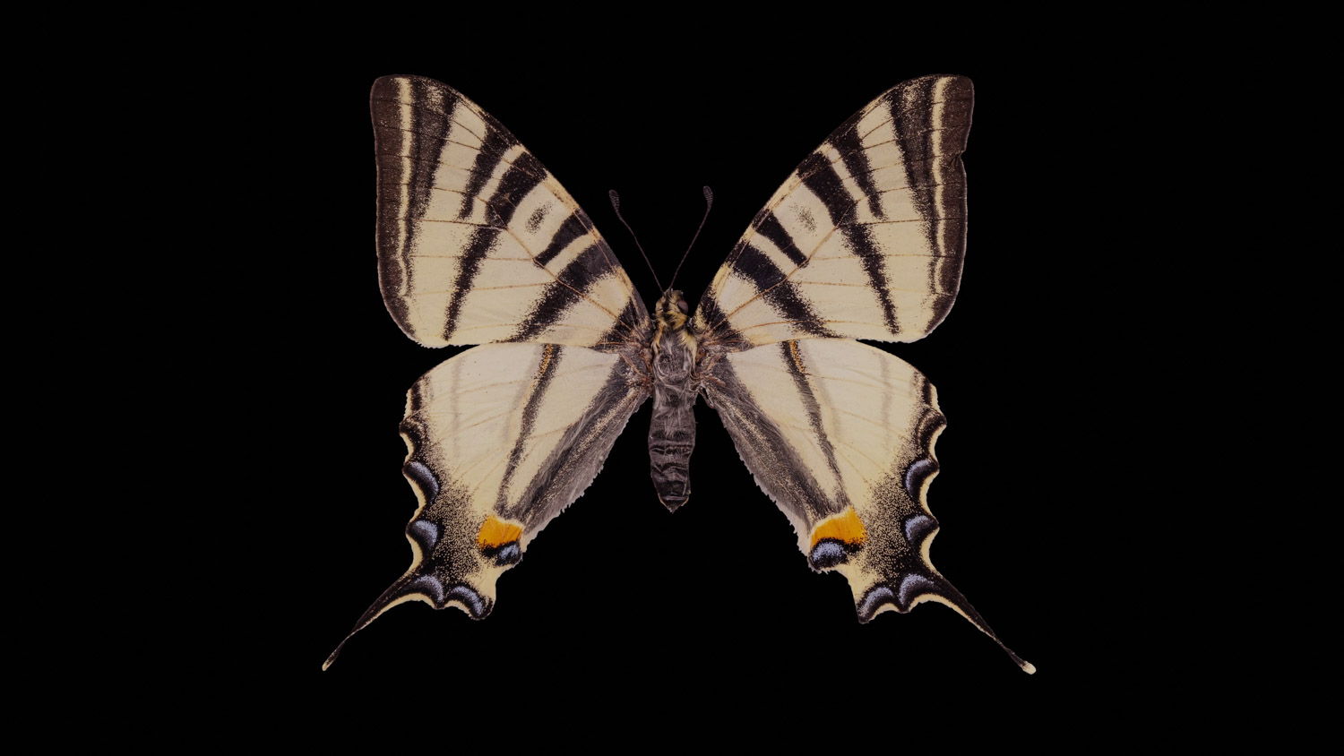 Scarce swallowtail 