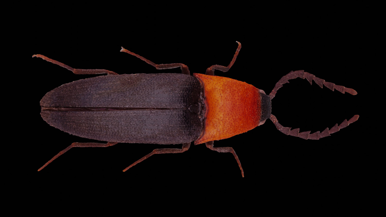 Click beetle