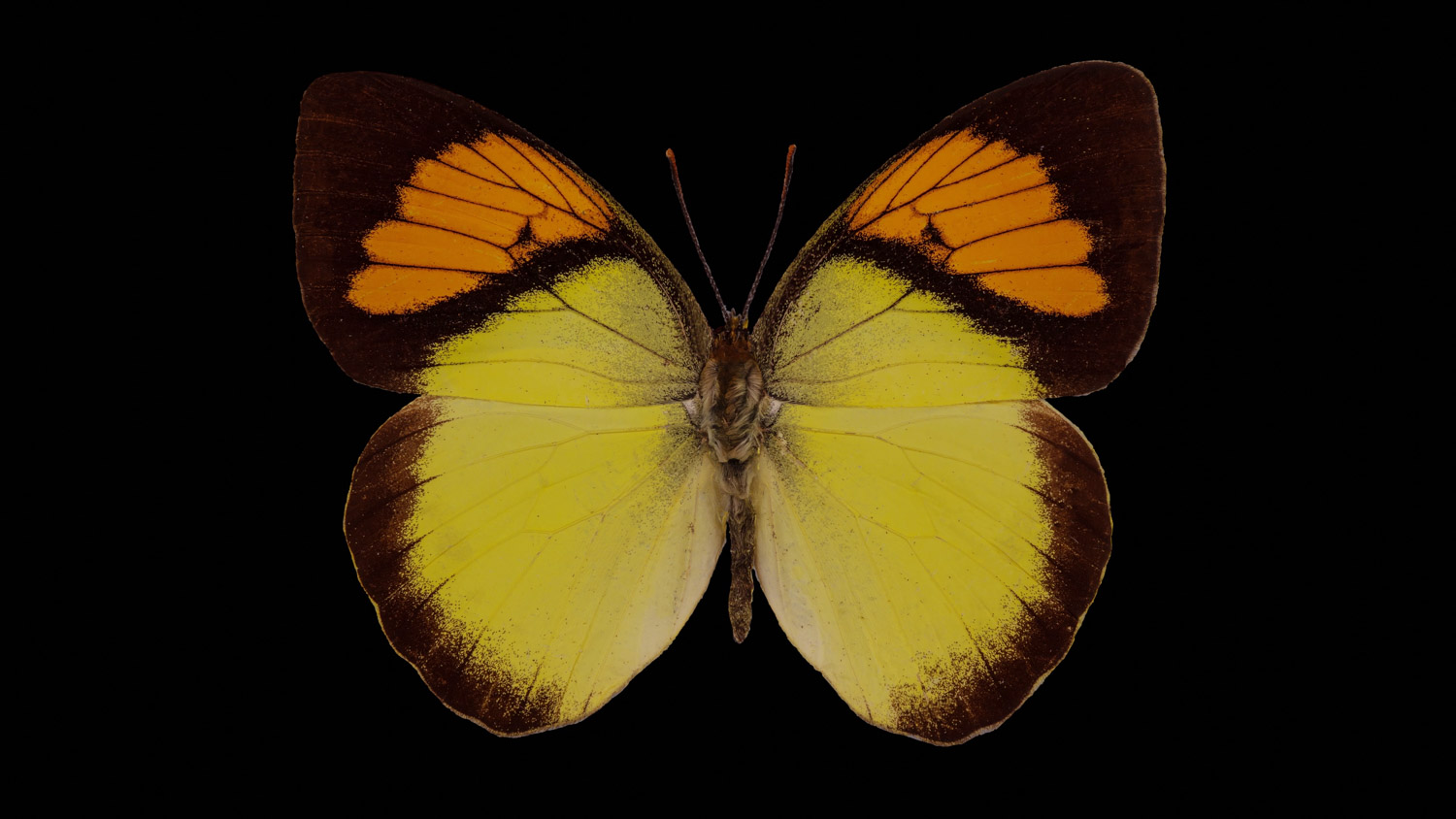 Yellow orange-tip