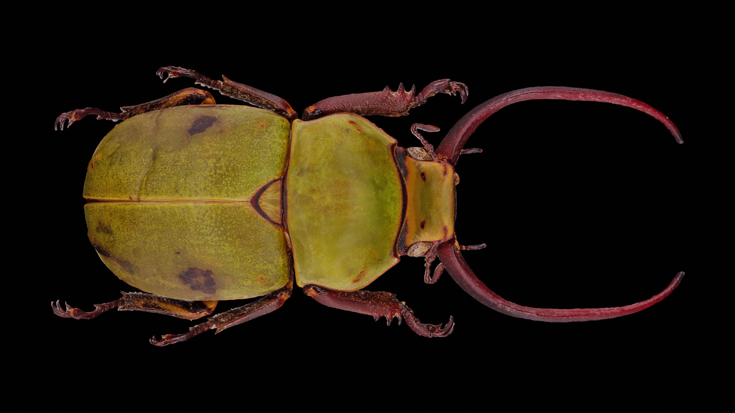 Schiny leaf chafer