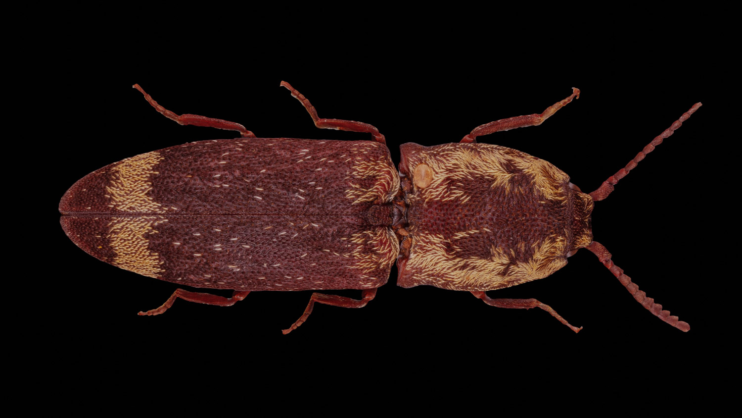 Click beetle