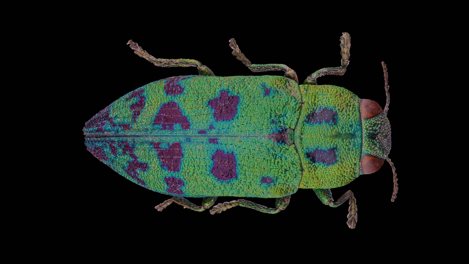 Jewel beetle