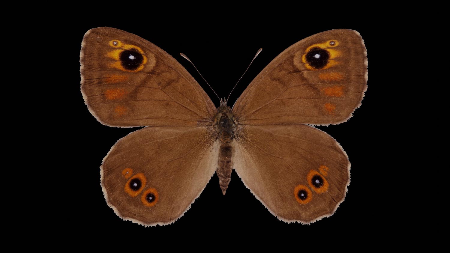 Large wall brown