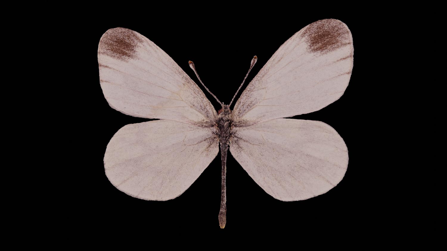 Wood white