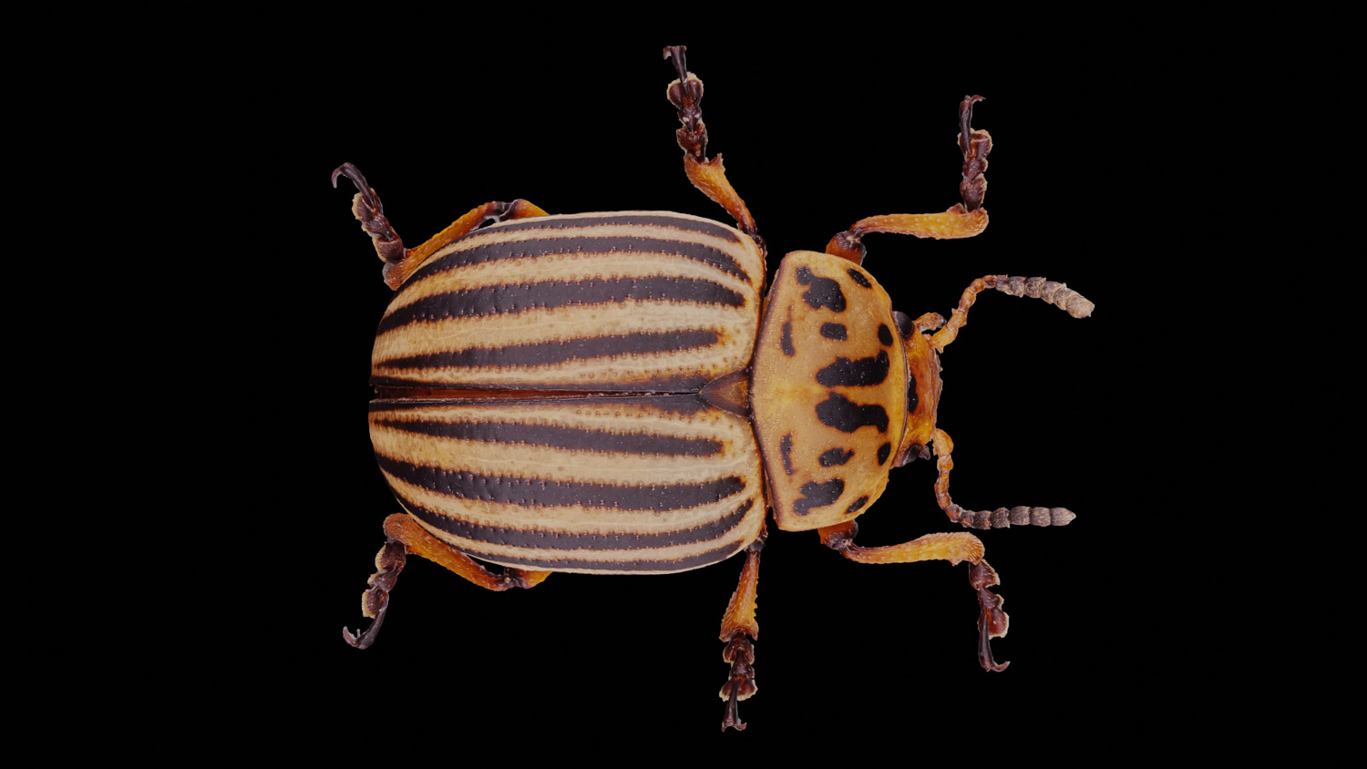 Colorado beetle 