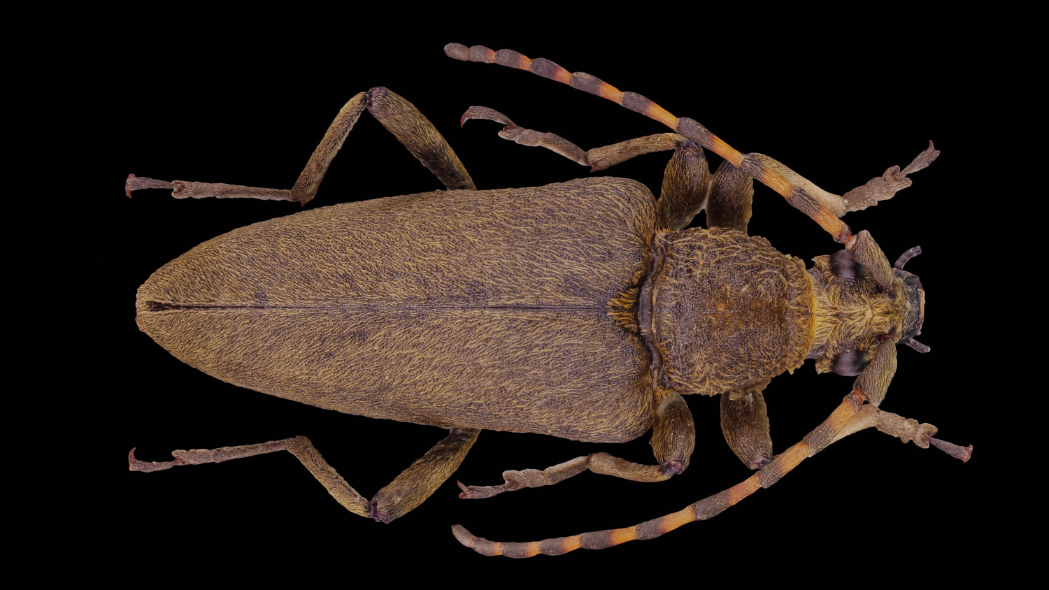 Longhorn beetle