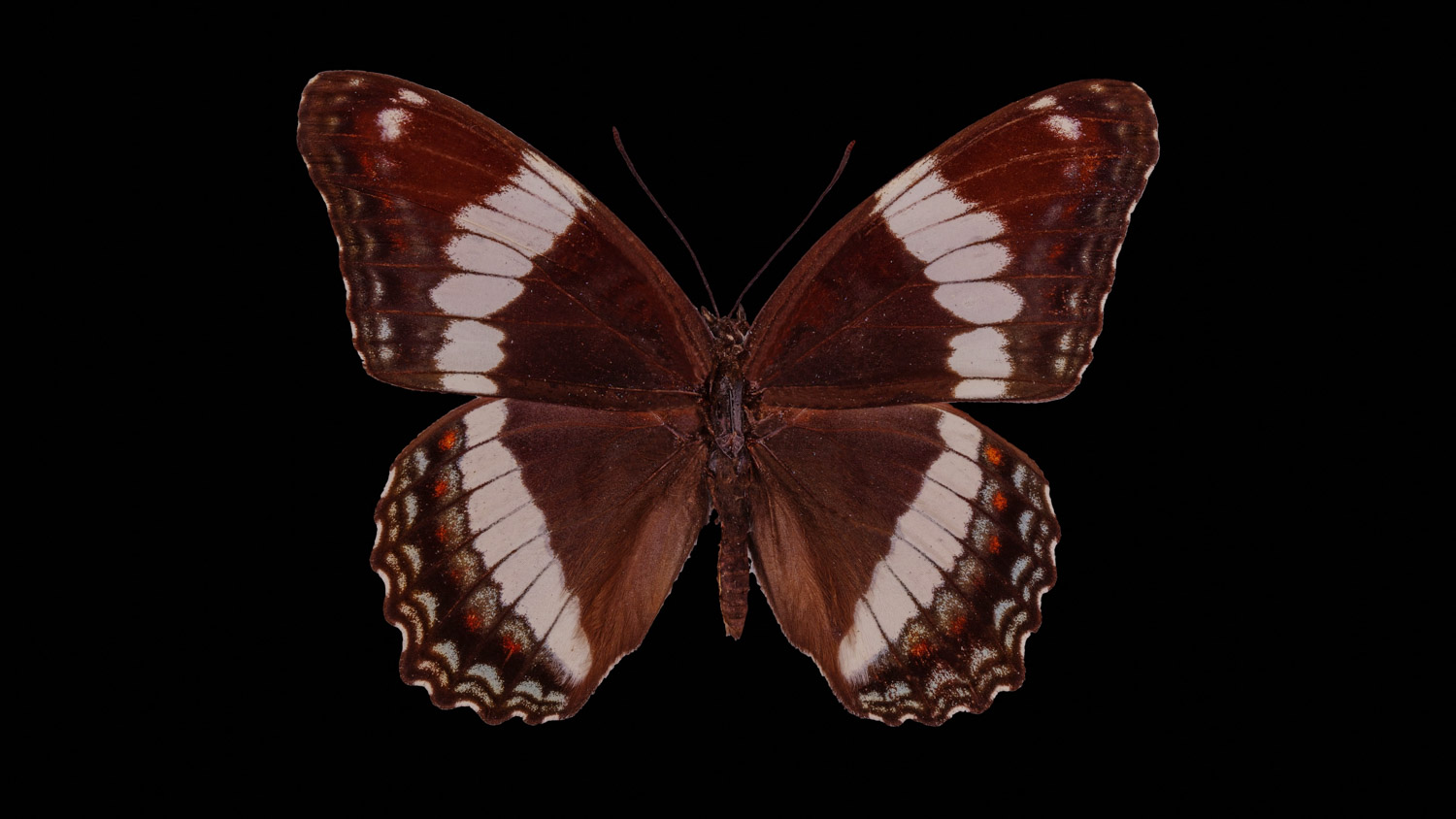 White admiral