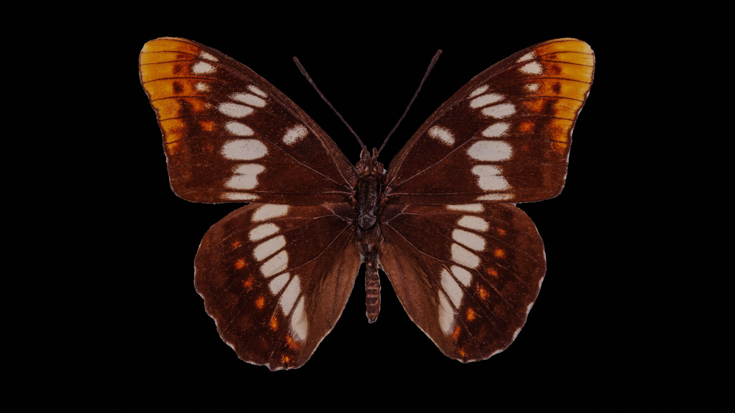 Lorquin´s admiral