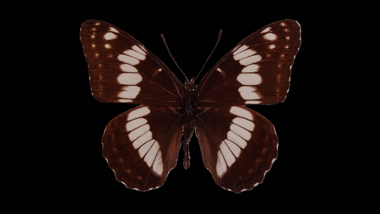 Weidemeyer´s admiral 