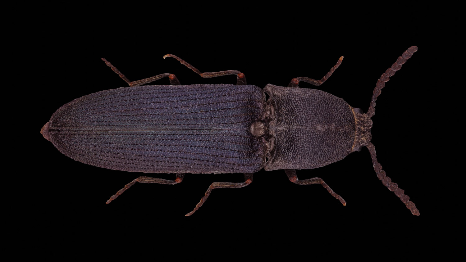 Click beetle