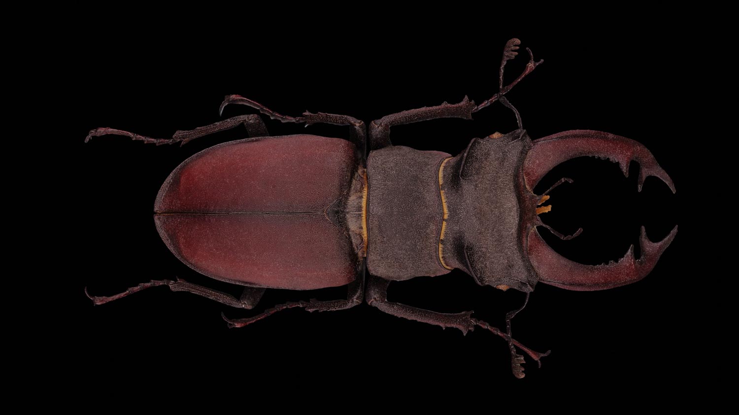 Stag beetle